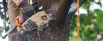 Lawn Maintenance Plans in Jamestown, KY