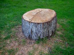  Jamestown, KY Tree Services Pros