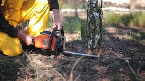 Best Tree Trimming and Pruning  in Jamestown, KY