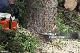 Best Seasonal Cleanup (Spring/Fall)  in Jamestown, KY