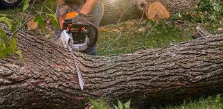 Organic Lawn Care Solutions in Jamestown, KY
