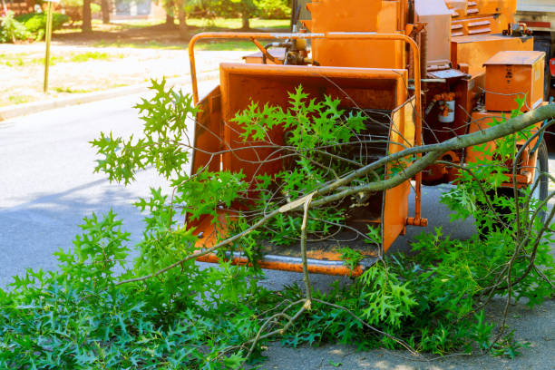 Best Tree Risk Assessment  in Jamestown, KY