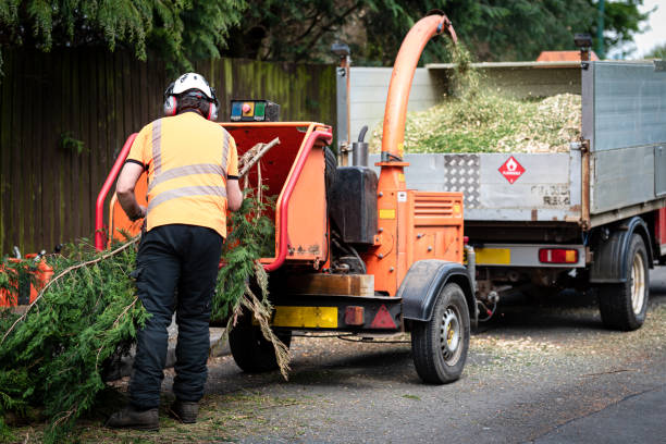 Best Tree Maintenance Programs  in Jamestown, KY