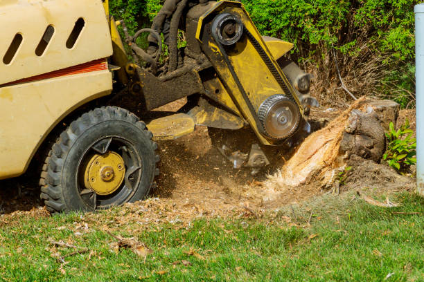 Best Lawn Renovation and Restoration  in Jamestown, KY