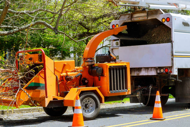 How Our Tree Care Process Works  in  Jamestown, KY