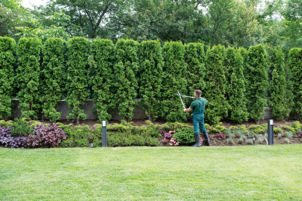 Best Hedge Trimming  in Jamestown, KY