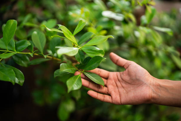 Best Arborist Consultation Services  in Jamestown, KY