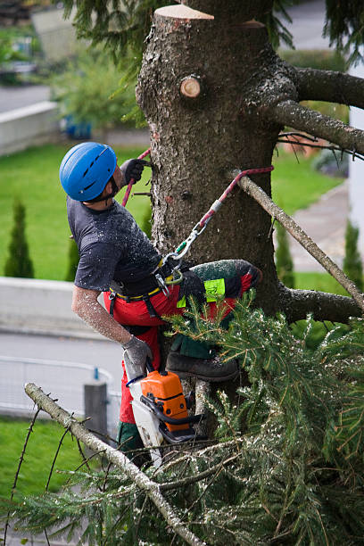 Best Organic Lawn Care Solutions  in Jamestown, KY