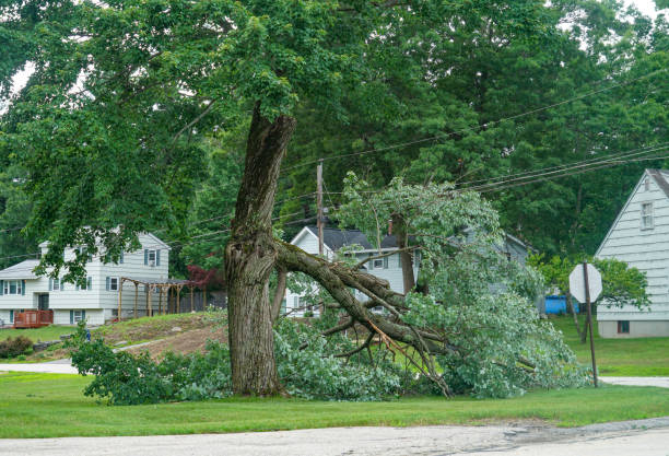 Best Tree Preservation Services  in Jamestown, KY