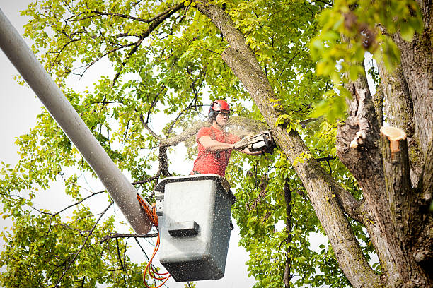 Best Hazardous Tree Removal  in Jamestown, KY