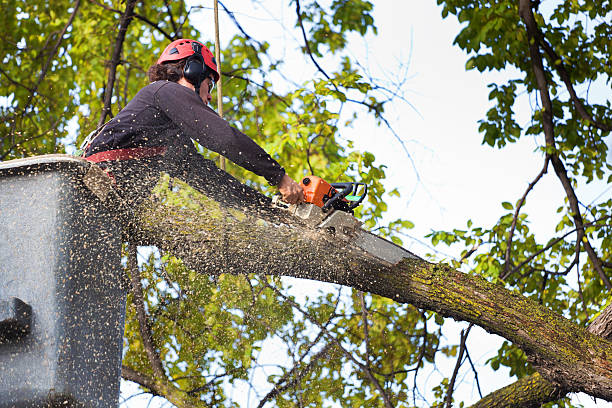 Best Fruit Tree Pruning  in Jamestown, KY