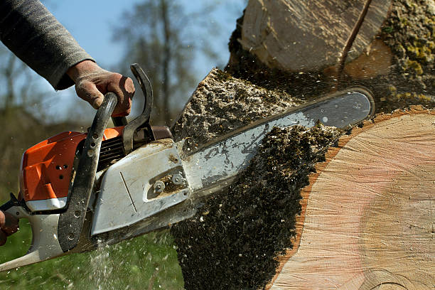 Best Tree Risk Assessment  in Jamestown, KY