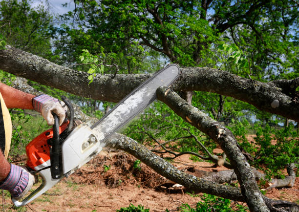 Best Seasonal Cleanup (Spring/Fall)  in Jamestown, KY