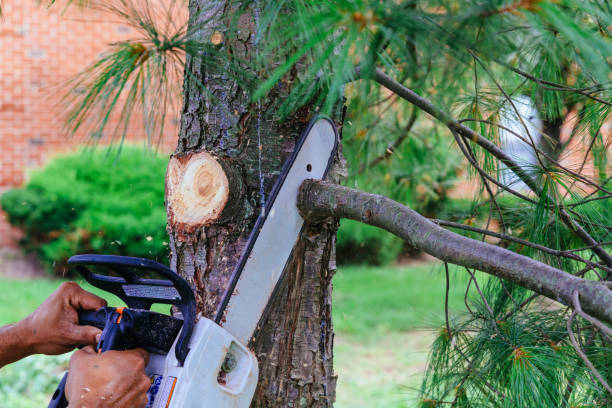 Best Stump Grinding and Removal  in Jamestown, KY